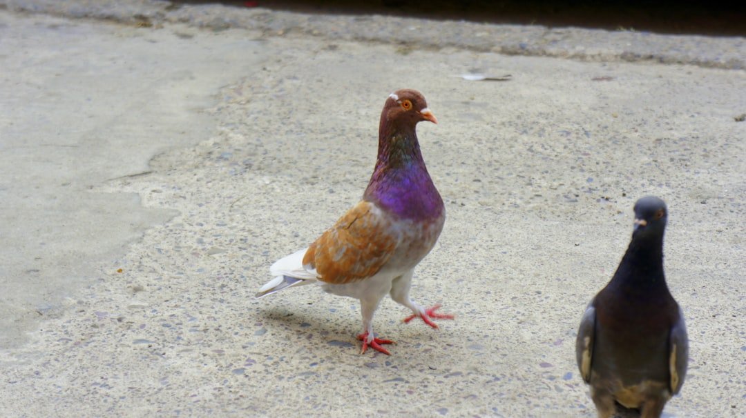 Photo Meta tag example